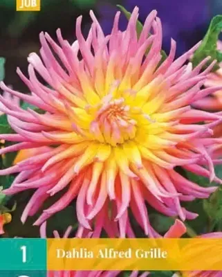 Dahlia Alfred grille