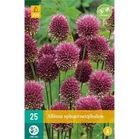 Bloembollen Allium Sphaerocephalon 25st - thumbnail