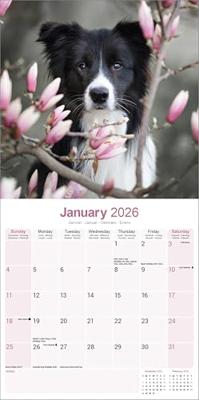 Border Collie Kalender 2026