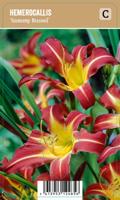 Vips Hemmerocallis Sammy Russel - Daglelie - thumbnail