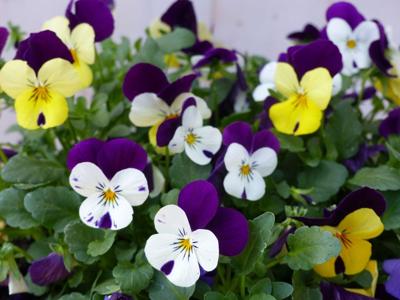 Bosviolen Violen mix kleuren in een grote schaal Viola Warentuin Natuurlijk - Warentuin natuurlijk