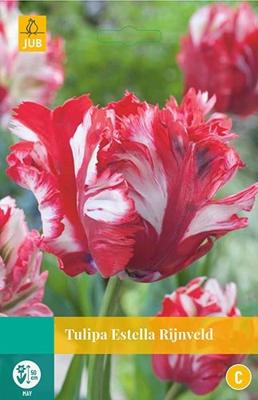 Tulp Estella Rijnveld 7 bollen