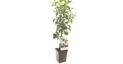 Perenboom Doyenne du Comice (Pyrus Communis "Doyenne du Comice") fruitbomen