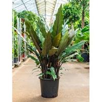 Alocasia lauterbacchiana L kamerplant - thumbnail