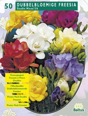 Zomer Bloembollen Freesia Double, Mix per 50 Baltus - Baltus