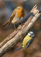 Alexsar Art Tuinschilderij robbi & kool 70x50cm - thumbnail