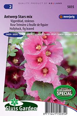 Alcea Ficifolia stokroos zaden Antwerp Stars