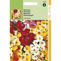 Zaden Nemesia Carnaval gemengd Hortitops - Hortitops - thumbnail