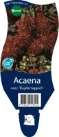 Acaena micr. Kupferteppich vaste plant Griffioen - Griffioen - thumbnail