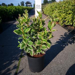 Weigela Florida struik Nana Variegata - 60 - 80 cm - 5 stuks