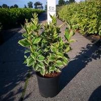 Weigela Florida struik Nana Variegata - 60 - 80 cm - 5 stuks - thumbnail