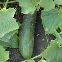 Komkommer zaden Marketmore BIO - thumbnail