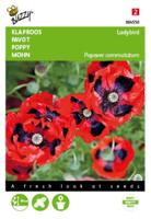 Papaver, Klaproos Lady Bird - thumbnail