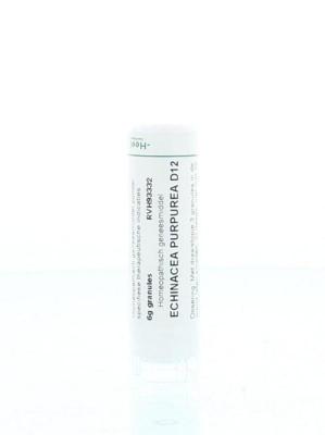 Homeoden Heel Echinacea purpurea D12 6 Gram Homeoden Heel Echinacea purpurea D12 6 Gram