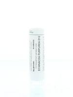 Homeoden Heel Echinacea purpurea D12 6 Gram - thumbnail
