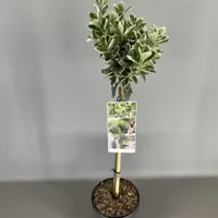 Kardinaalsmuts Euonymus Japonica Kathy - thumbnail