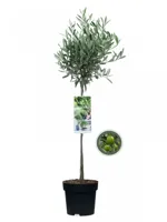 Olijfboom - thumbnail