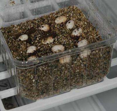 Lucky Reptile Incubator voor Reptieleneieren 4L - Reptielbroedmachine Egg-O-Bator incl. broedbakjes - TÜV-getest broedmachine 5 W/h met gepatenteerde temperatuurregeling 1 stuk