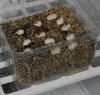 Lucky Reptile egg-o-bator broedkast - thumbnail