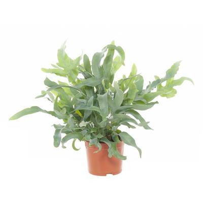 Phlebodium (blauwvaren) - P12 Phlebodium (blauwvaren) - P12