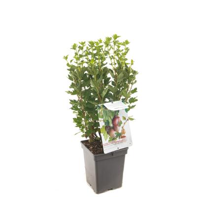 Rode kruisbes (ribes uva crispa "Hinnonmäki Röd") fruitplanten - In 5 liter pot - 1 stuks