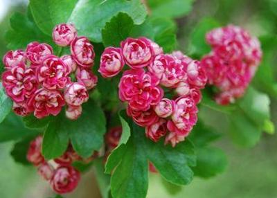 Rode meidoorn leiboom Rode meidoorn leiboom