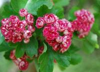 Rode meidoorn leiboom - thumbnail