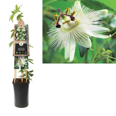 Passiflora caerulea 'Constance Elliott' - Passiebloem Passiflora caerulea 'Constance Elliott' - Passiebloem