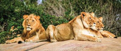 Leeuwen 130x50cm Tuinschilderij Customize-it - Customize it Leeuwen 130x50cm Tuinschilderij Customize-it - Customize it