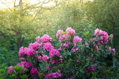 Tuinschilderij azalea roze 130x70cm Customize-it - Customize it