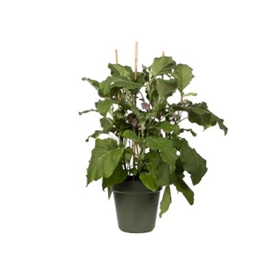 Elho green basics kweekpot 19 cm blad groen - thumbnail