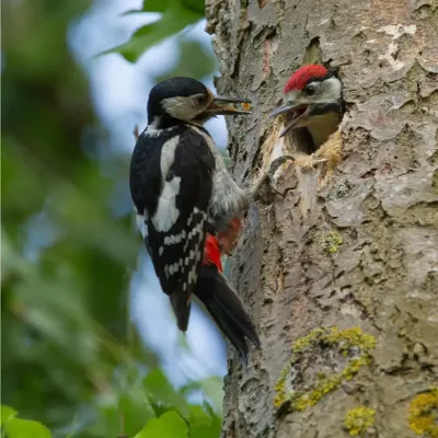 Alexsar Art Tuinschilderij spechten 70x70cm