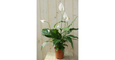 Lepelplant Spathiphyllum potmaat 17 cm H50-70 cm Warentuin Natuurlijk - Warentuin natuurlijk Lepelplant Spathiphyllum potmaat 17 cm H50-70 cm Warentuin Natuurlijk - Warentuin natuurlijk