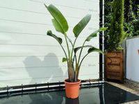 Paradijsvogelbloem - Strelitzia Augusta - hoogte 140-170 cm - thumbnail