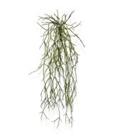 Rhipsalis Micrantha kunsthanger 55cm - thumbnail