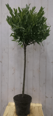 Prunus Otto stam 80 cm diameter 40 cm hoogte 150 cm Laurierkers Warentuin Natuurlijk - Warentuin natuurlijk