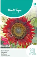 Zaden Helianthus Zonnebloem Evening Sun / Avondzon Hortitops - Hortitops - thumbnail