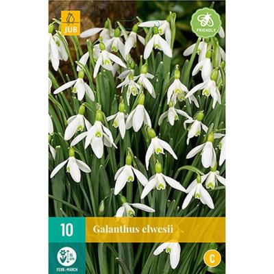 Galanthus elwesii bloembollen 10 bollen Sneeuwklokje JUB - Jub