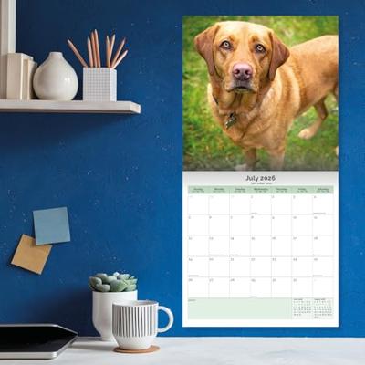 Labrador Retriever Fox Red Kalender 2026 Labrador Retriever Fox Red Kalender 2026