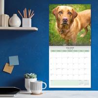 Labrador Retriever Fox Red Kalender 2026 - thumbnail