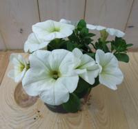 3 stuks! Petunia wit Warentuin Natuurlijk - Warentuin natuurlijk - thumbnail