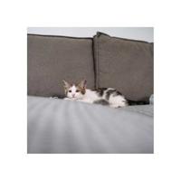 Zelfklevende kattenkrabstopper - TYROL - x24 - thumbnail