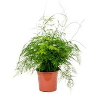Asparagus plumoses M kamerplant - thumbnail