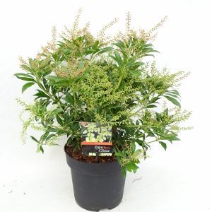 Rotsheide (Pieris Taiwanensis) heester - 30-40 cm (C4.5) - 9 stuks