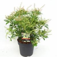 Rotsheide (Pieris Taiwanensis) heester - 30-40 cm (C4.5) - 9 stuks - thumbnail