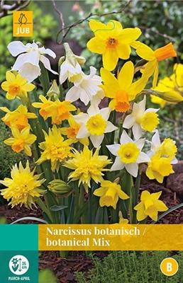 Bloembollen Narcissus Botanisch/ Botanical Mix 10st