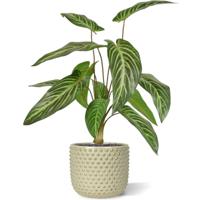 Caladium Lindenii kunstplant 50cm - thumbnail