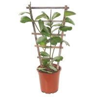 Hoya Kerrii XXL (op rek) - P 17 cm - thumbnail