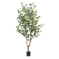 Eucalypthus - thumbnail