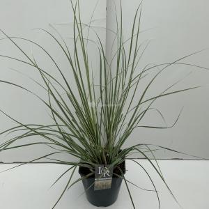 Dwergpampasgras (Cortaderia selloana "Mini Silverpampas") siergras - In 5 liter pot - 1 stuks Dwergpampasgras (Cortaderia selloana "Mini Silverpampas") siergras - In 5 liter pot - 1 stuks